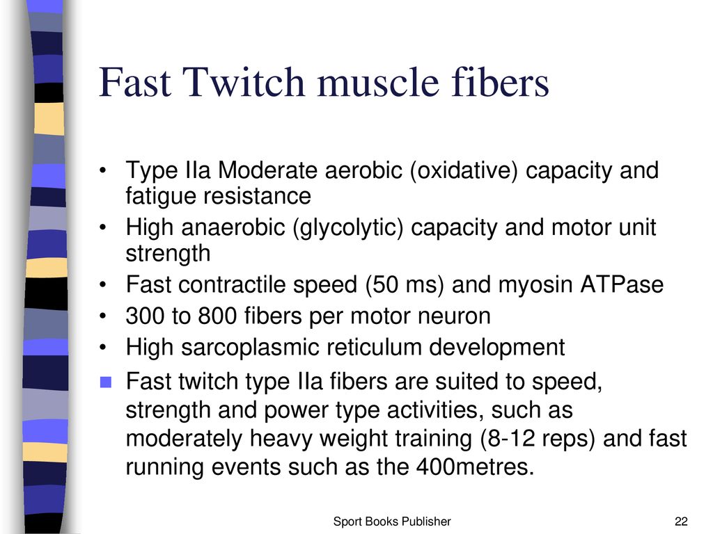 Fast Twitch muscle fibers