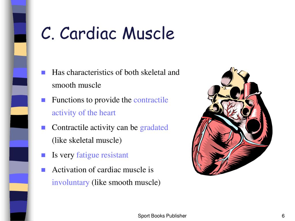 C. Cardiac Muscle Has characteristics of both skeletal and smooth muscle. Functions to provide the contractile activity of the heart.