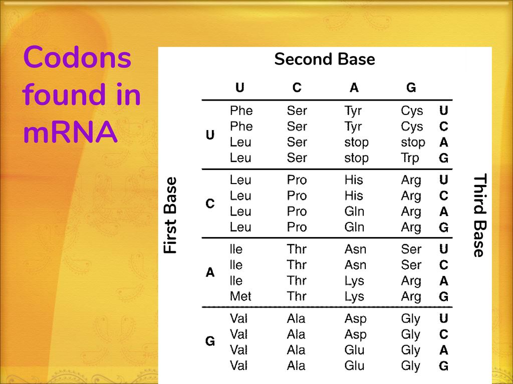 Protein synthesis transcription translation ppt download