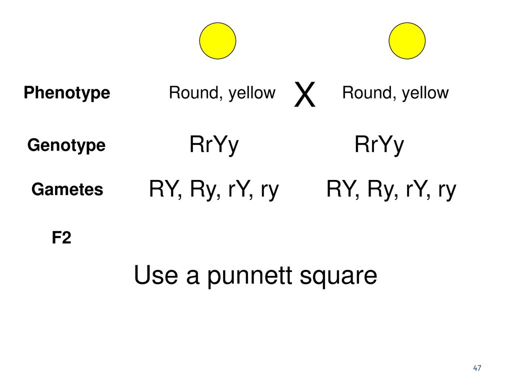 Chapter 15 Genetics 2 H L Ppt Download