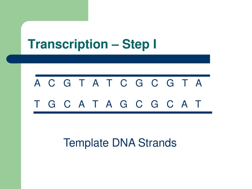 DNA Transcription & Protein Translation ppt download