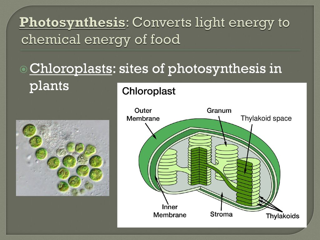 Chapter 10 Photosynthesis pt ppt download