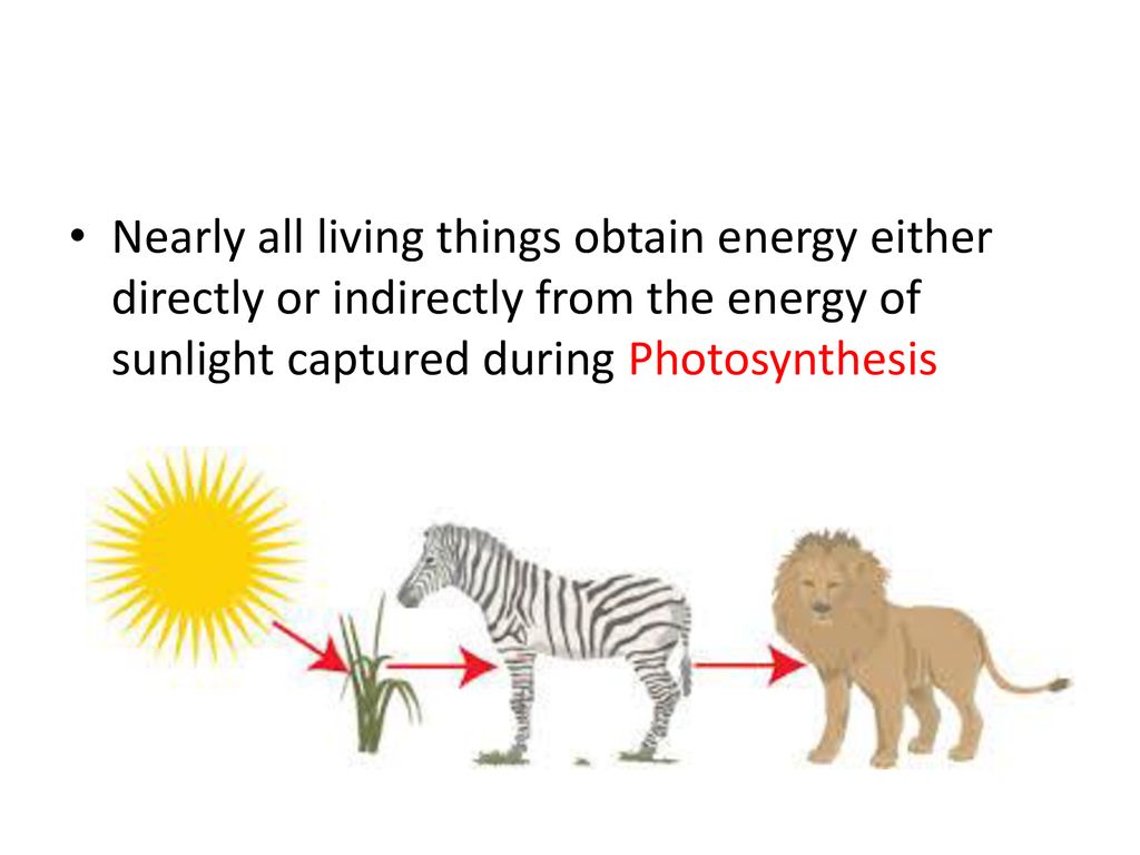 Photosynthesis Process by which a plant cell captures sunlight and uses it  to make food Introduction to the definition of photosynthesis. - ppt  download