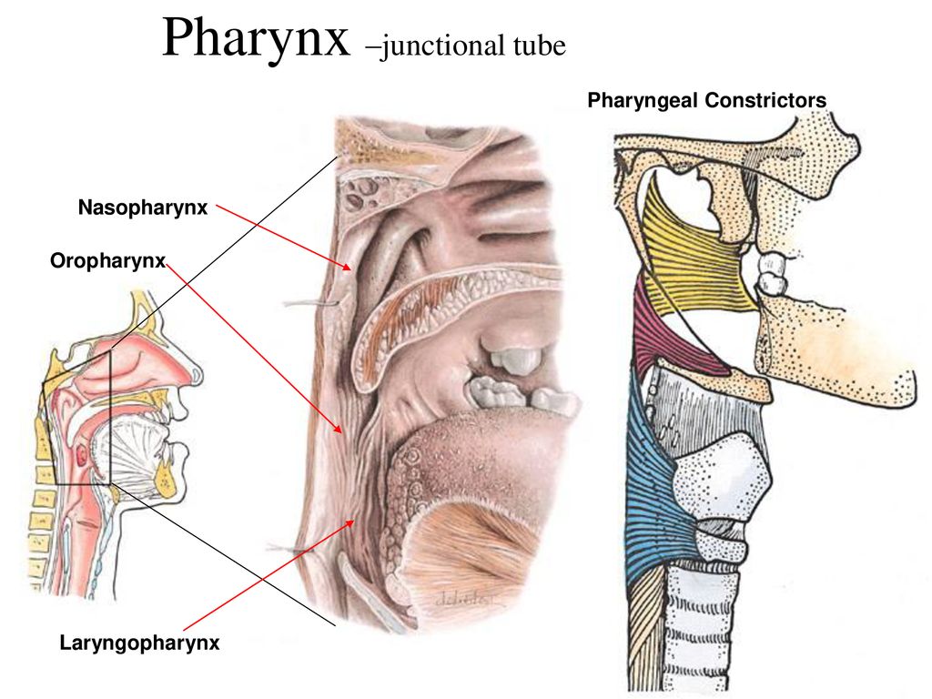 Pharynx –junctional tube