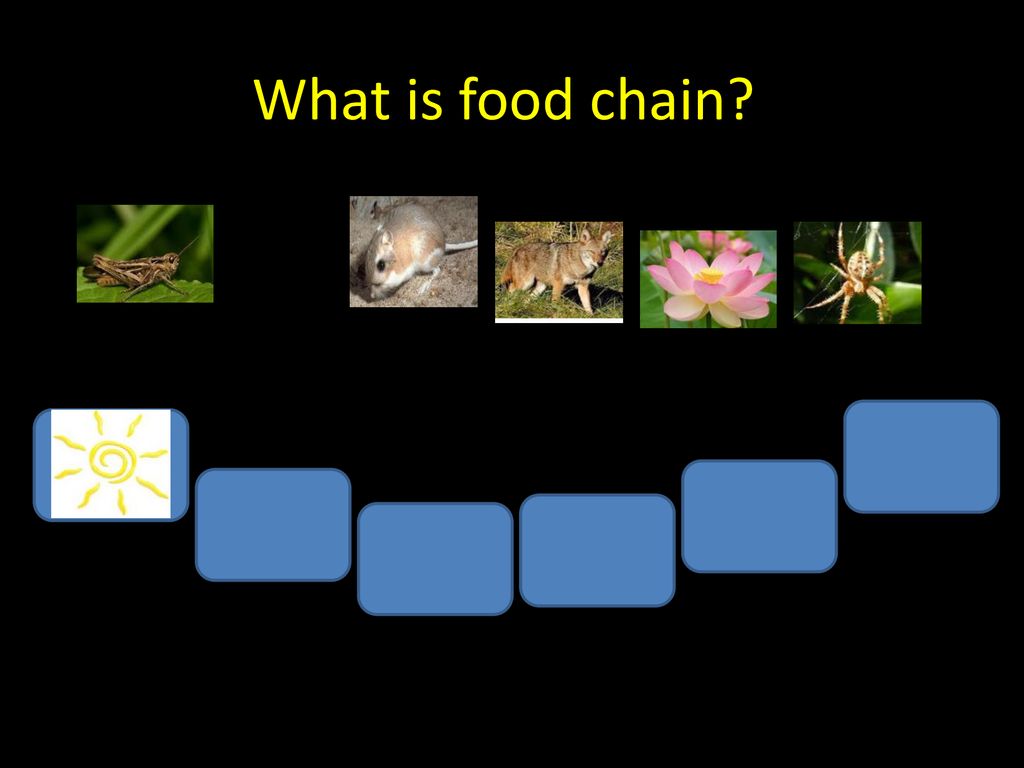 Gladys Faith Villanueva Biology Diagrams