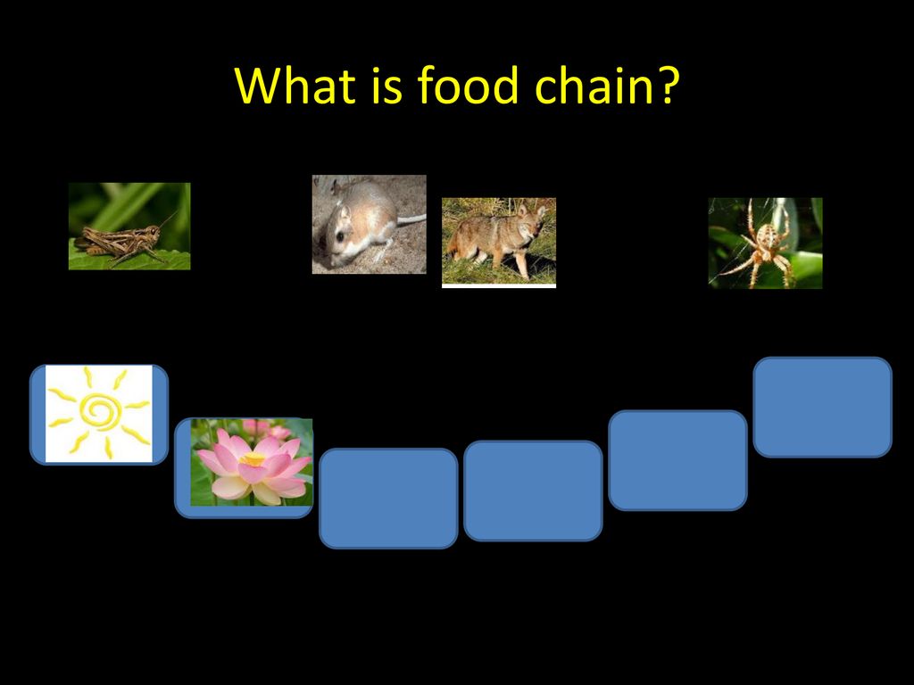 Gladys Faith Villanueva Biology Diagrams
