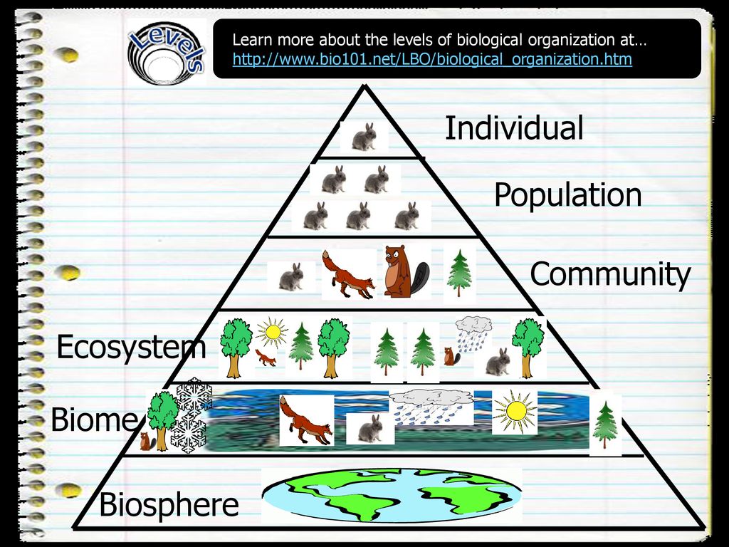 Activity! Where does the study of ecology fit in all the levels of With Levels Of Biological Organization Worksheet