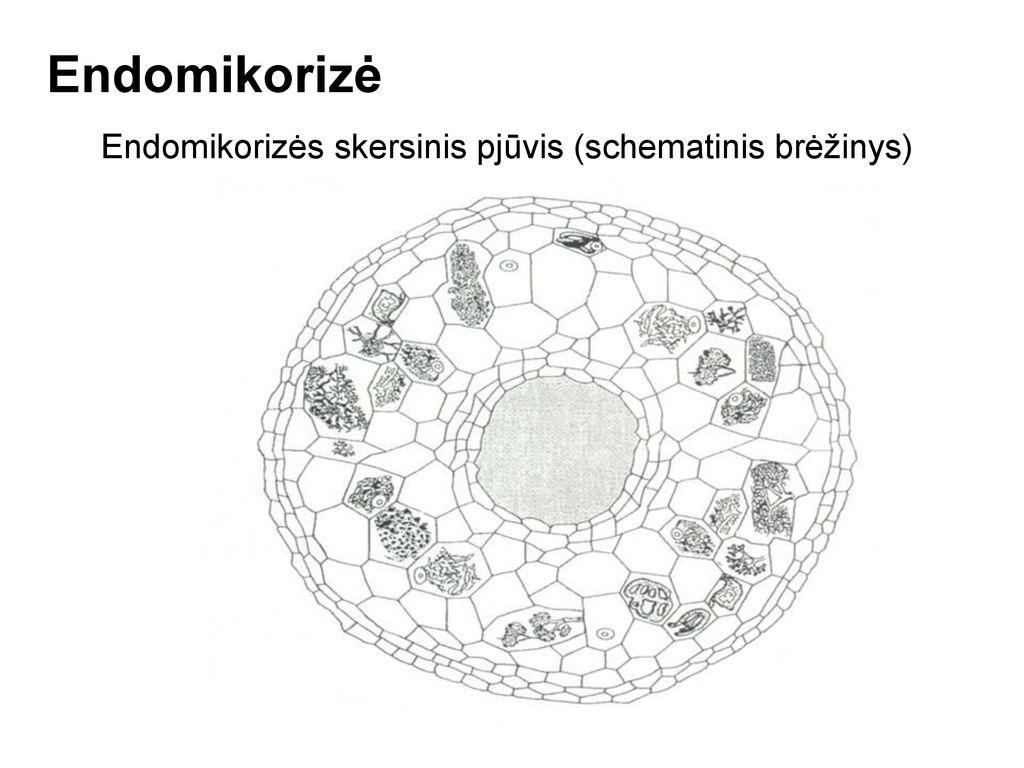 Mikorizė Mikorizė – abipusiškai naudinga augalų šaknų simbiozė su grybais  Augalai iš grybų gauna: Tirpius azoto junginius Fiziologiškai aktyvias  medžiagas. - ppt download