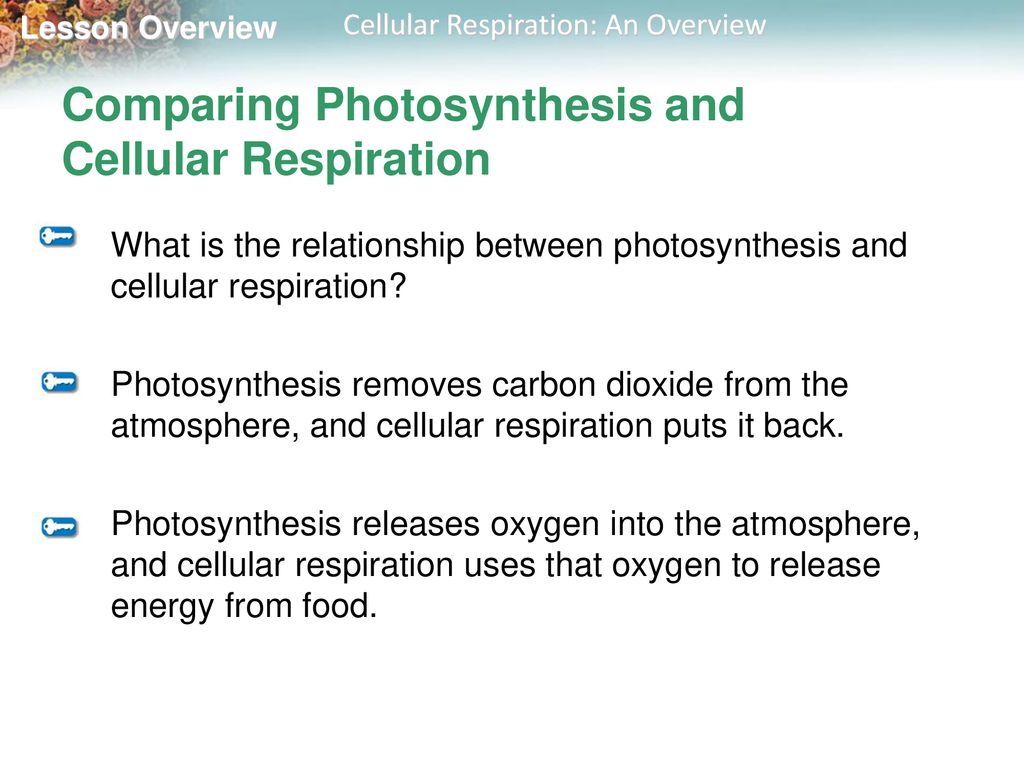 9.1 Cellular Respiration: An Overview - ppt download