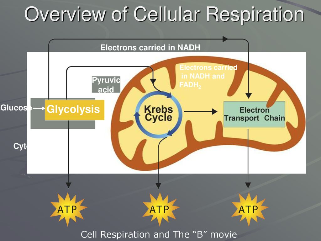 Overview of Cellular Respiration