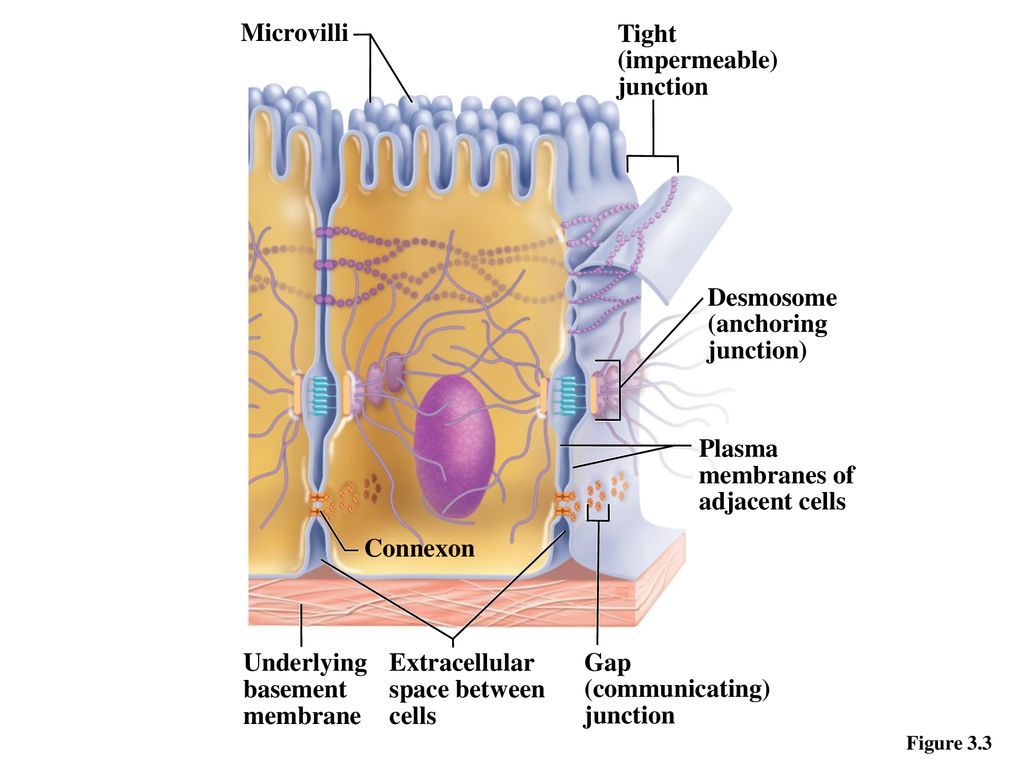 Concepts of the Cell Theory - ppt download