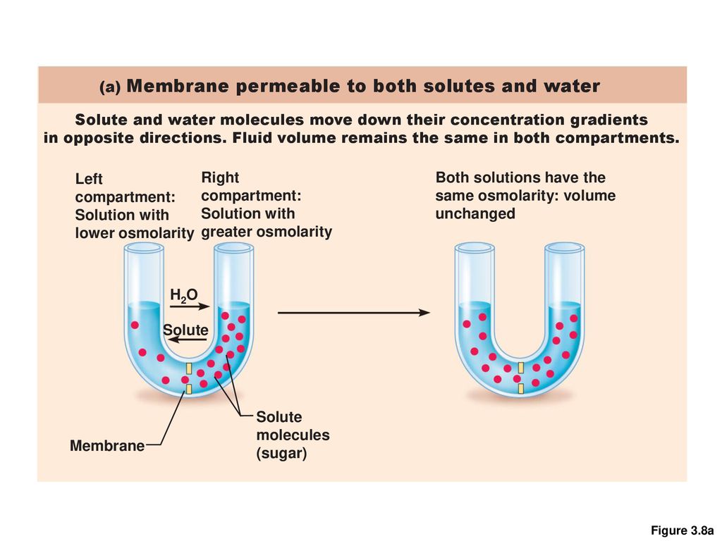 Concepts of the Cell Theory - ppt download