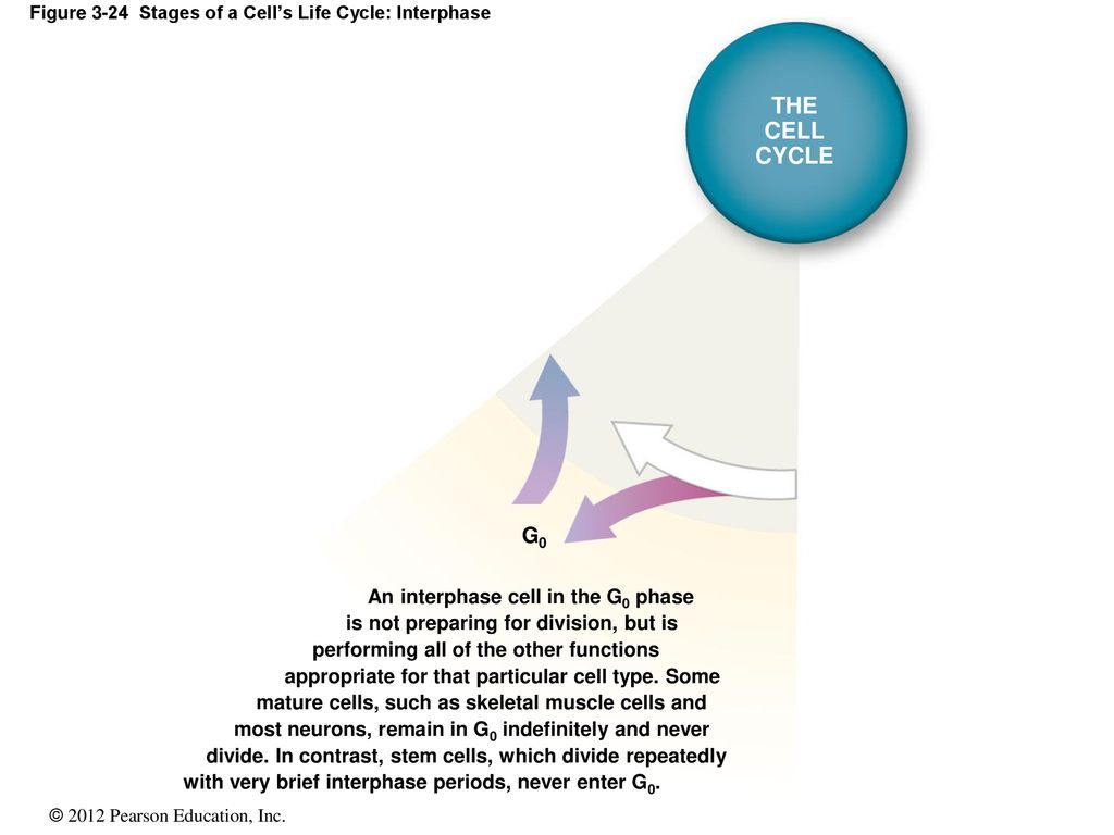 Figure 3-24 Stages of a Cell’s Life Cycle: Interphase