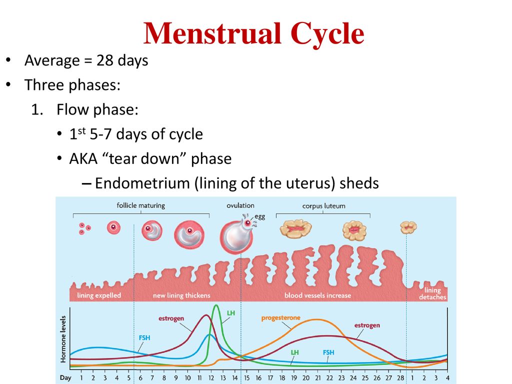 Female Reproductive System - ppt download