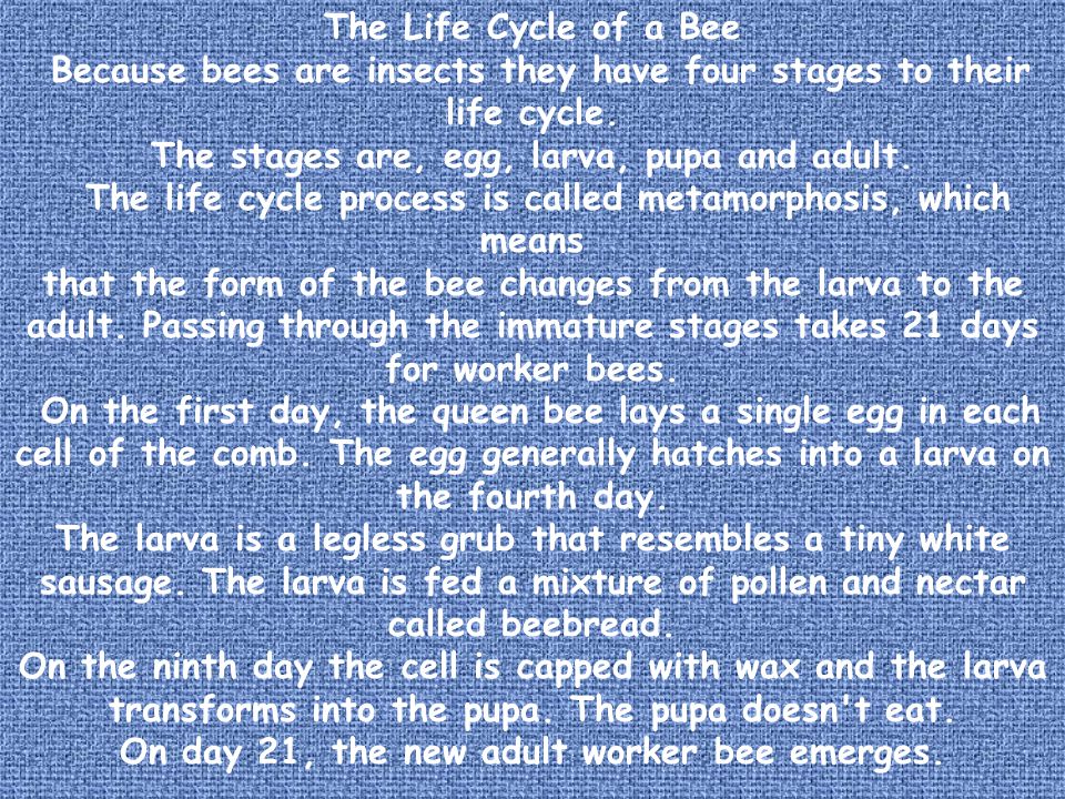 Because bees are insects they have four stages to their life cycle.