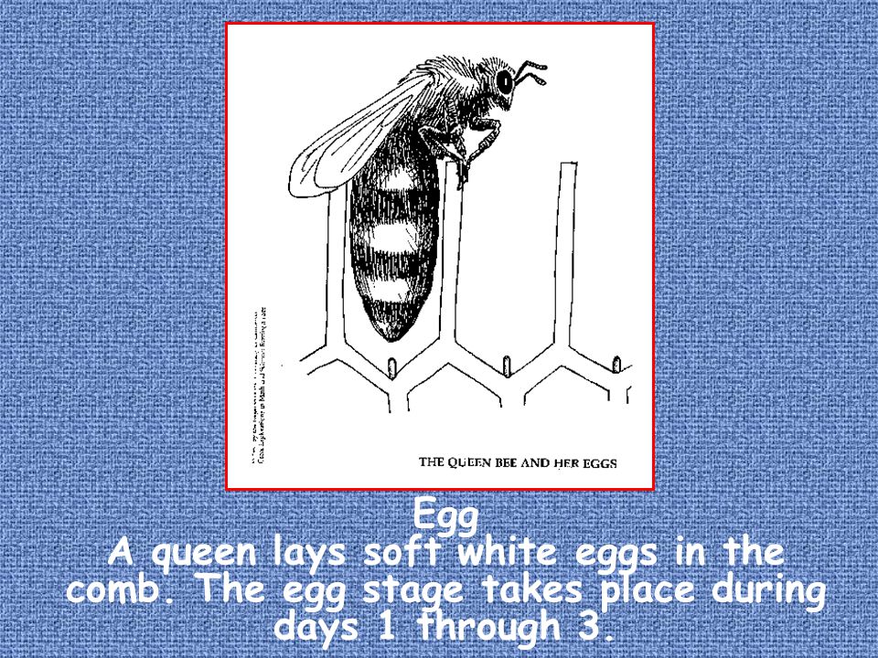 Egg A queen lays soft white eggs in the comb