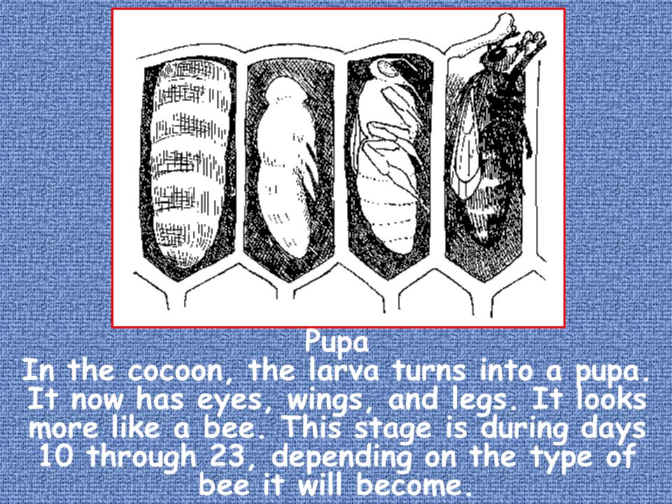 Pupa In the cocoon, the larva turns into a pupa