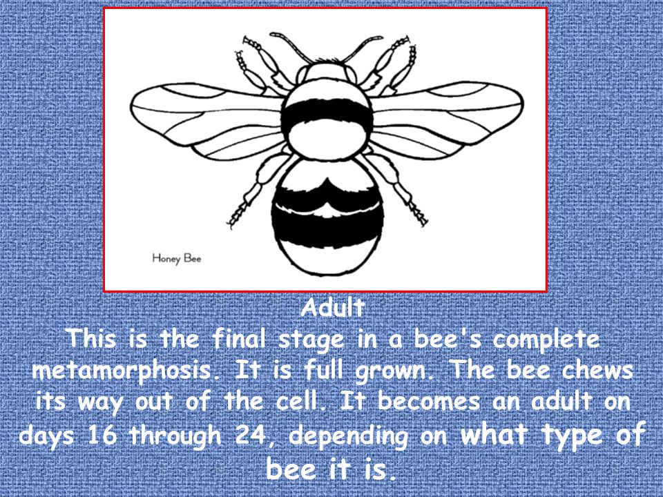Adult This is the final stage in a bee s complete metamorphosis