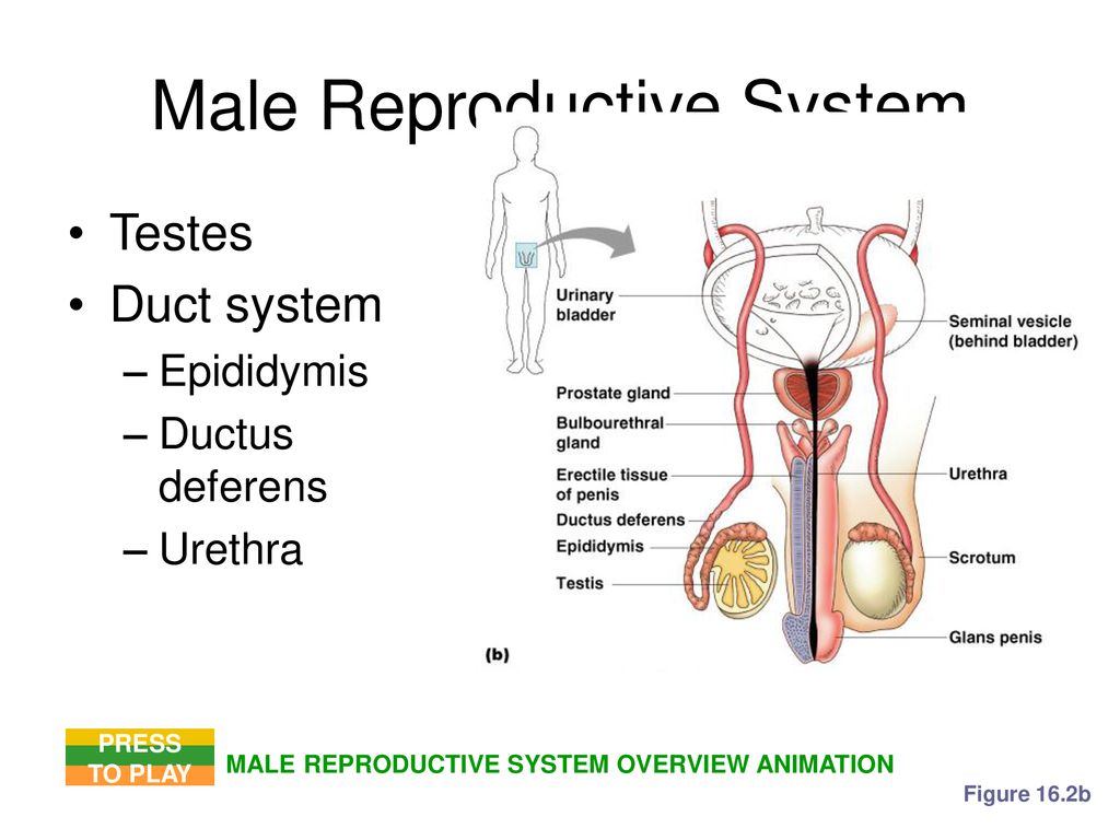 The Reproductive System Chap ppt download