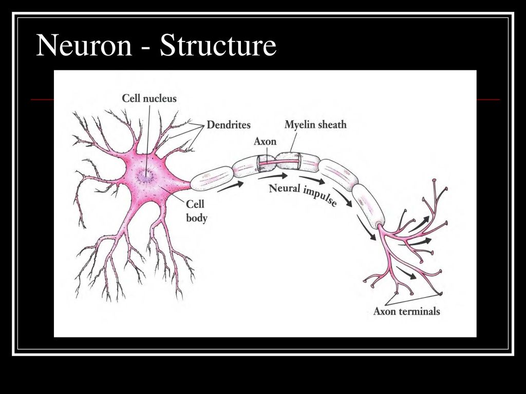 Nervous System Function - Ppt Download