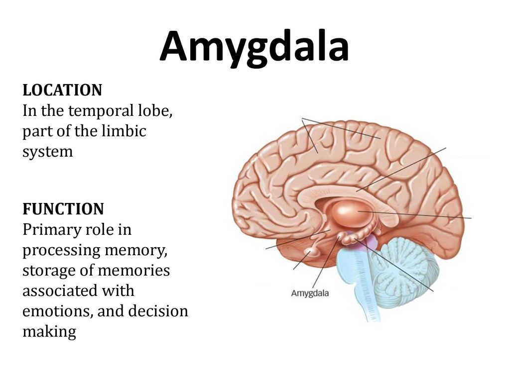 Image result for amygdala function