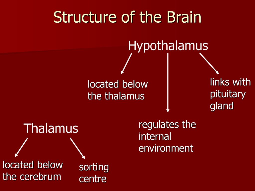The Nervous System. Biology Diagrams