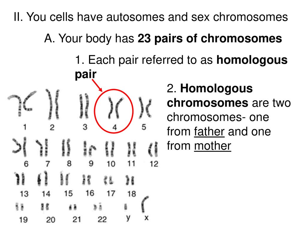 UNIT 3 GENETICS. - ppt download