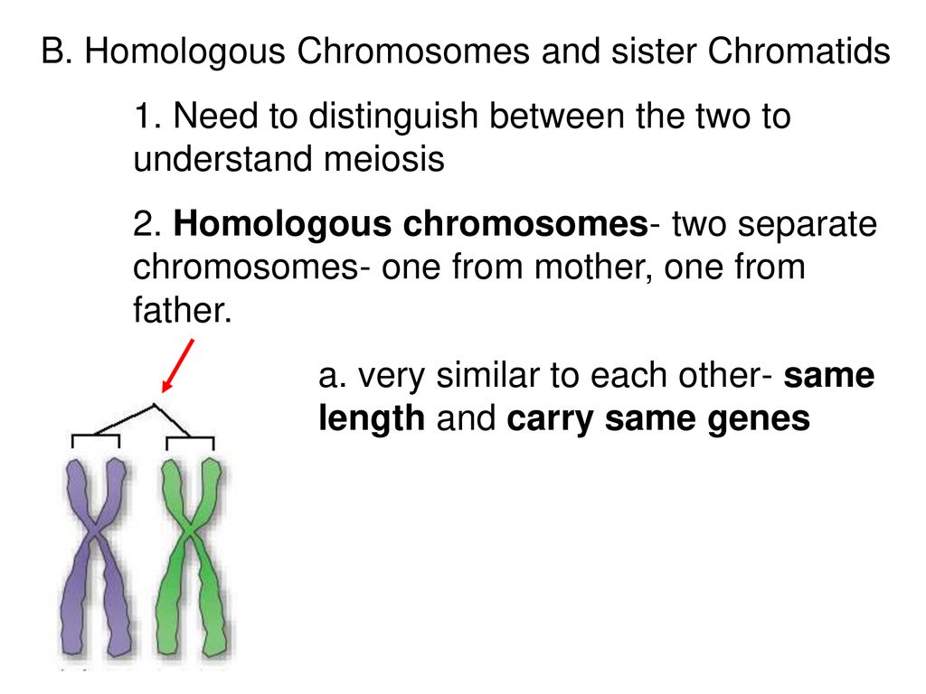 Unit 3 Genetics. - Ppt Download