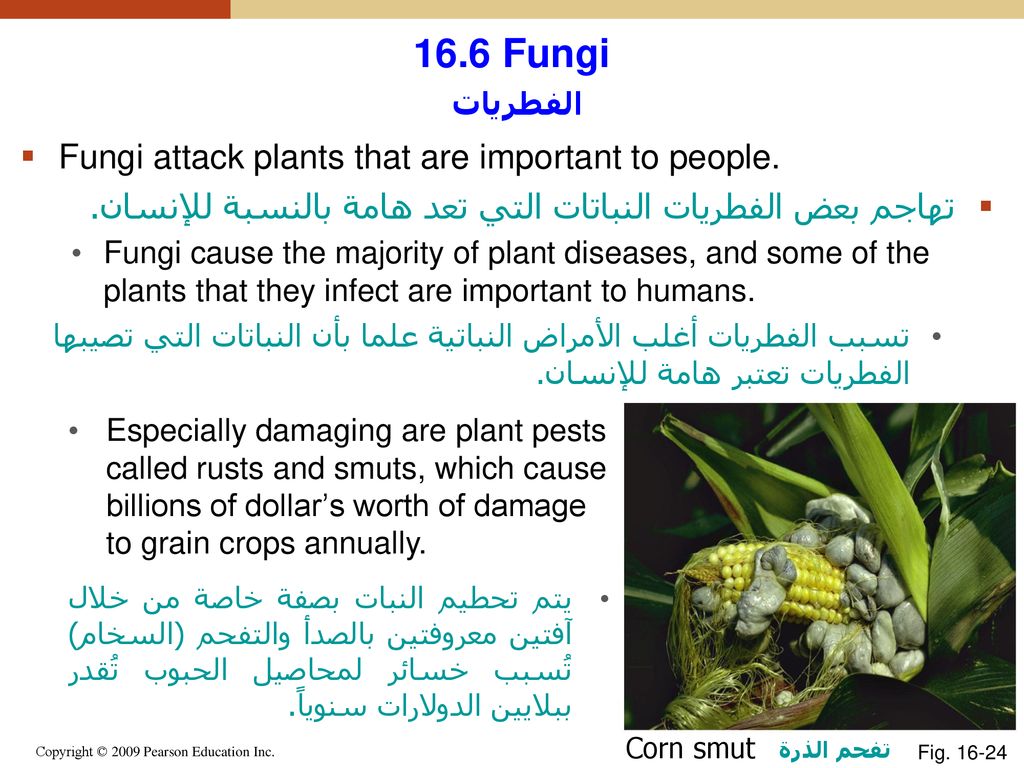16 5 Plants النباتات Properties That Distinguish Plants From Other Organisms الصفات التي ت ميز النباتات عن باقي الكائنات الحية Plants Have Chlorophyll Ppt Download