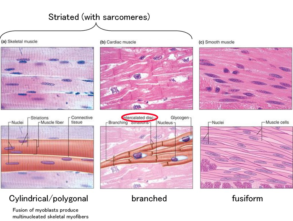 Гладкая мышечная ткань в дерме. Smooth muscle Tissue Histology. Striated skeletal muscle Tissue. Гладкие мышцы под микроскопом. Гладкие мышцы рисунок.