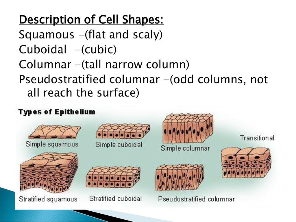 Chapter 5 tissues histology ppt download