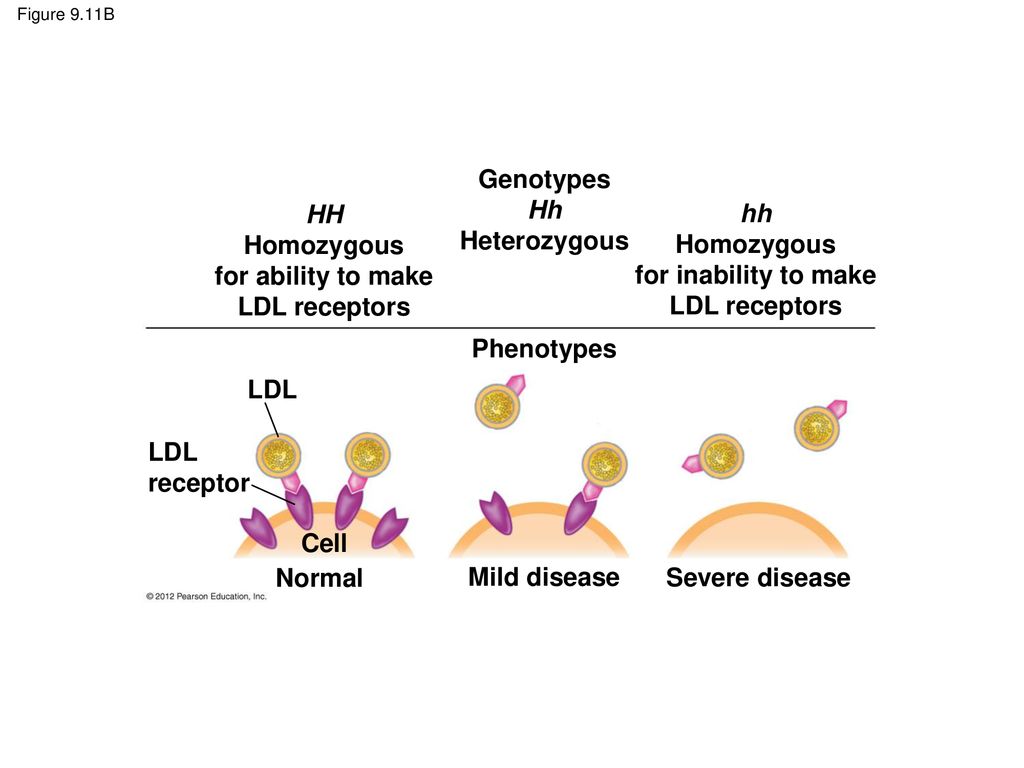 Genotypes Hh Heterozygous