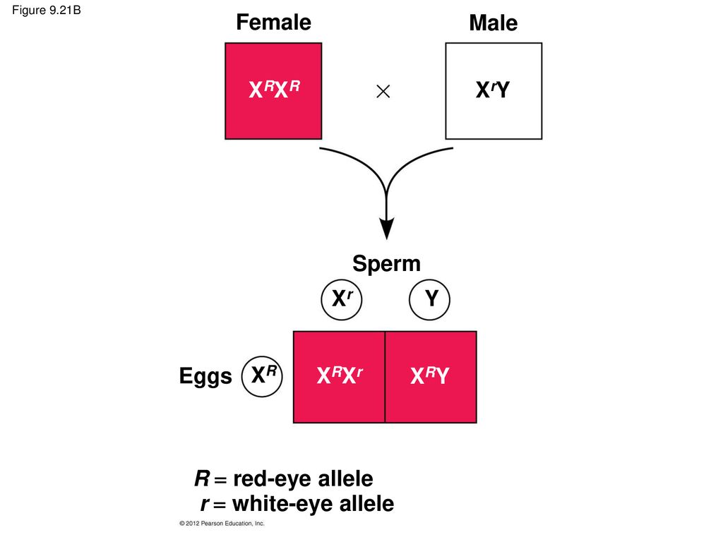 Female Male XRXR XrY Sperm Xr Y Eggs XR XRXr XRY R  red-eye allele