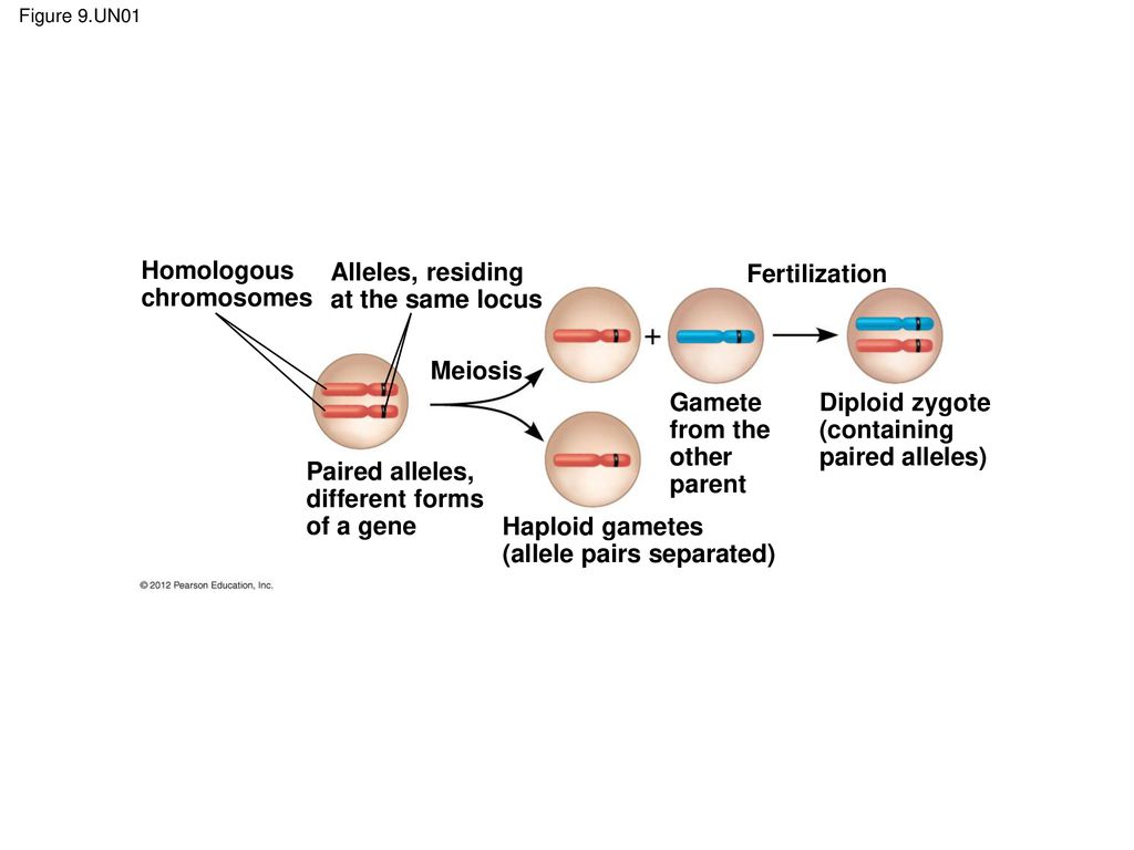 Homologous chromosomes Alleles, residing at the same locus