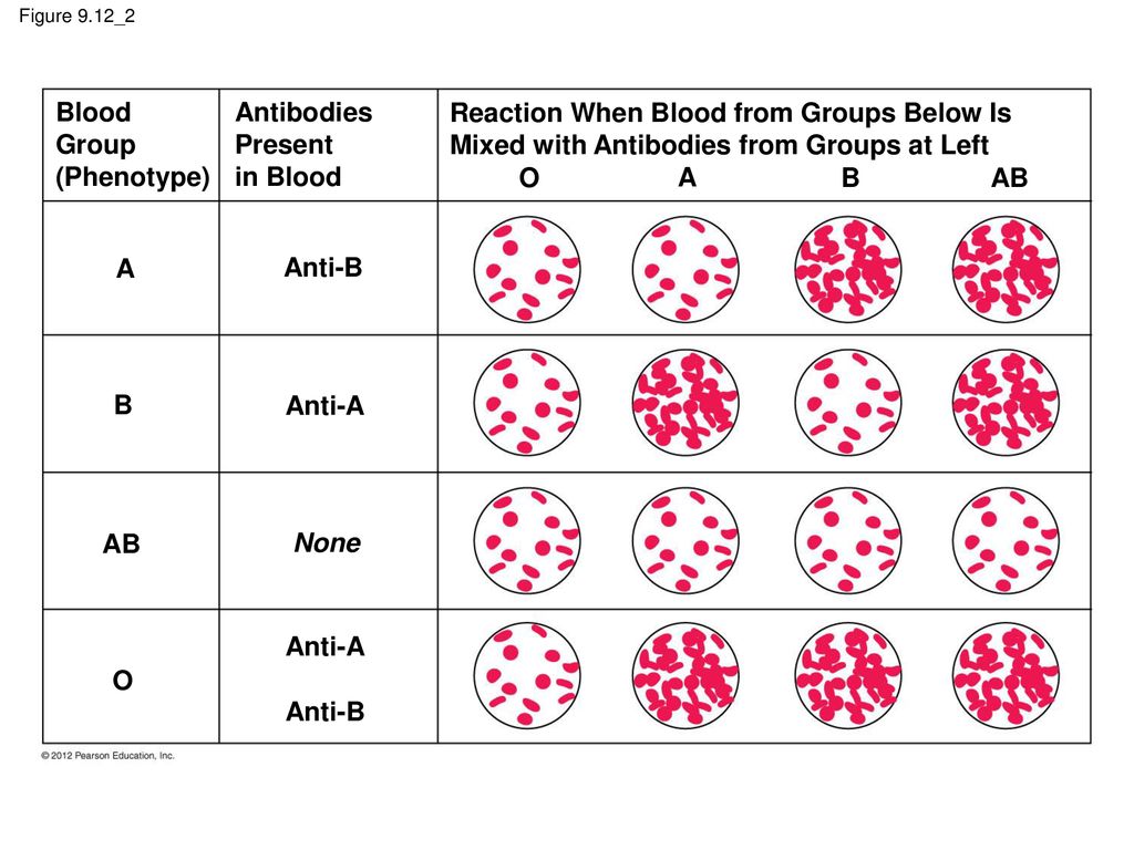 Blood Group (Phenotype) Antibodies Present in Blood