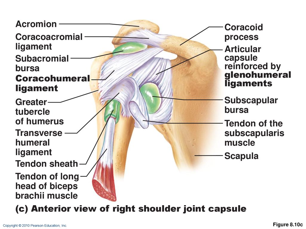 Right shoulder. Ligament of the Shoulder Joint. Bursa subtendinea m. Subscapularis. Joint Capsule of Shoulder Joint. Bursa subtendinea musculi Subscapularis.