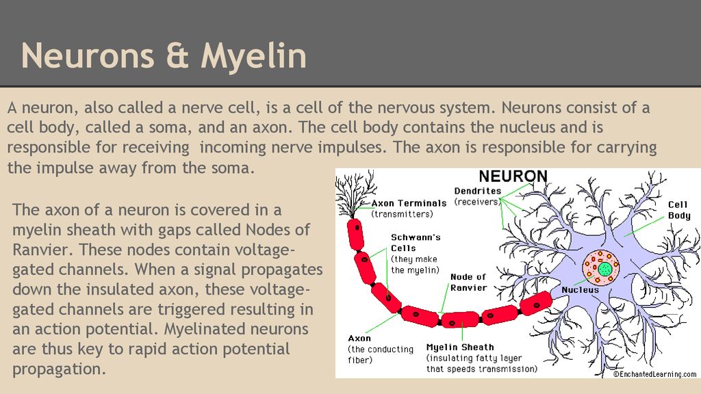 Neurons & Myelin