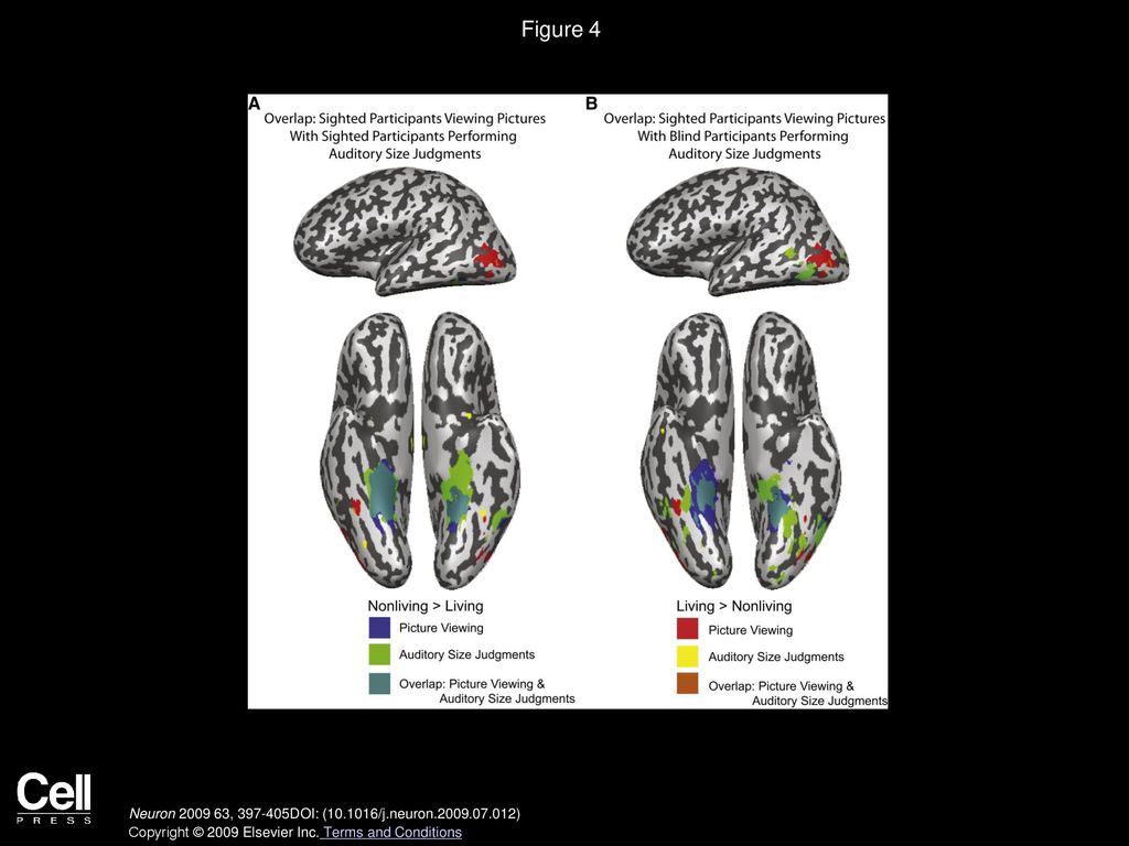 Figure 4 Overlay of Contrast Maps of Category Preferences in Sighted and Blind Participants.