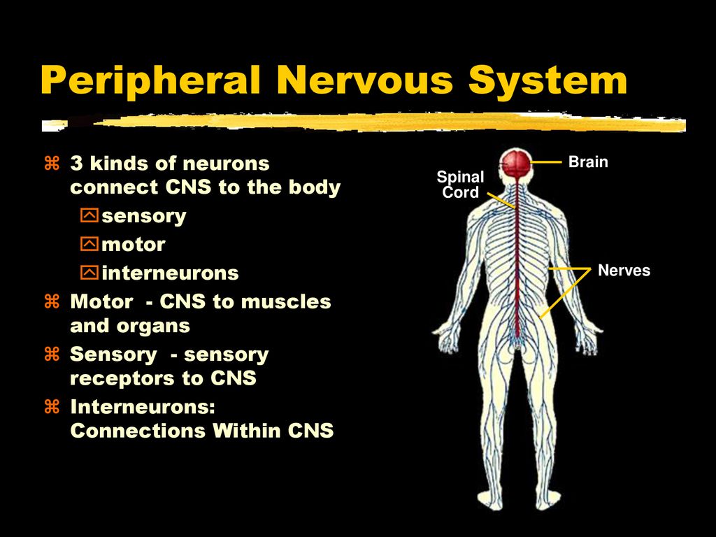 Тест нервная система органы чувств. Periferal nervous System. Peripheral nervous. Periferik System. Central nervous System ppt.