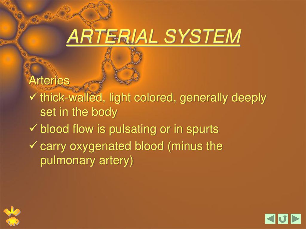 DIGESTIVE SYSTEM. Biology Diagrams