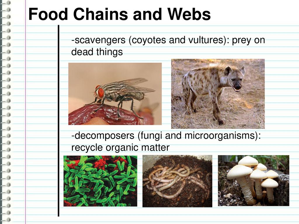 producers (plants and photosynthetic ... Biology Diagrams
