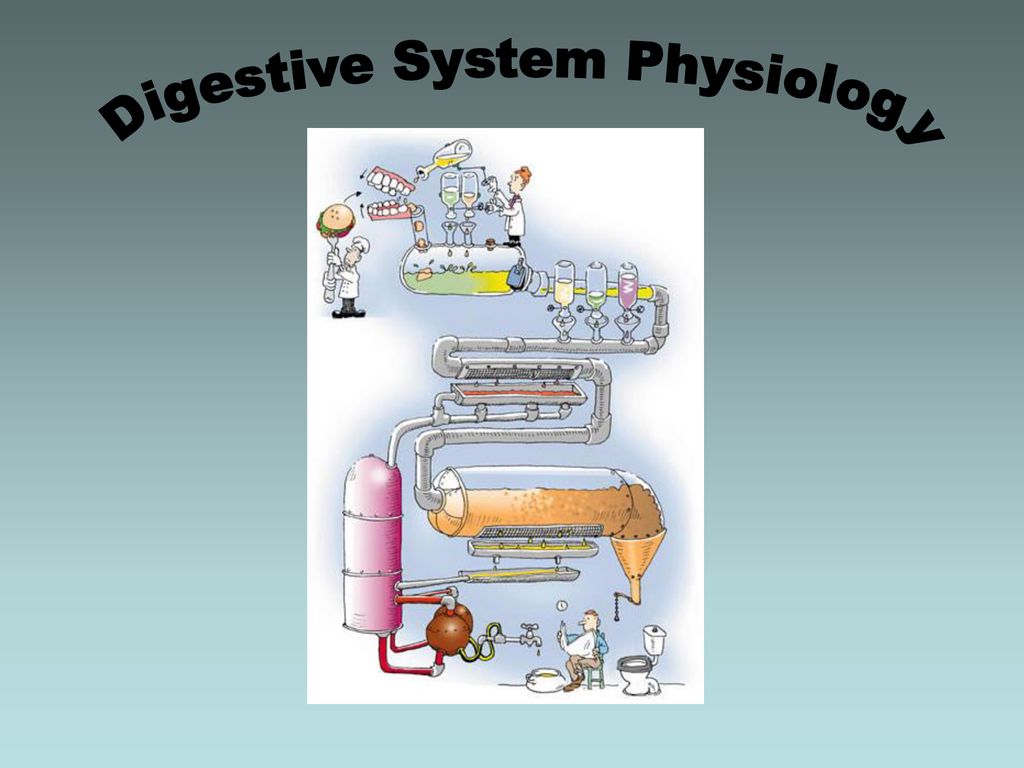 Digestive System Physiology Ppt Download