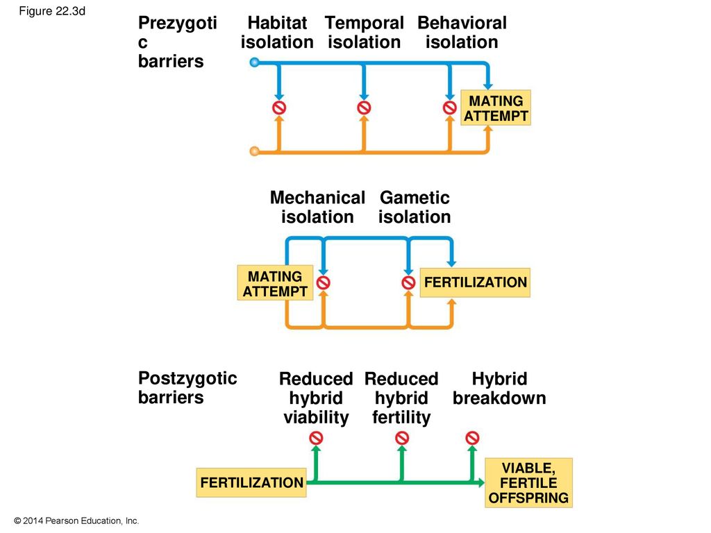 33 Prezygotic barriers Habitat isolation Temporal isolation Behavioral