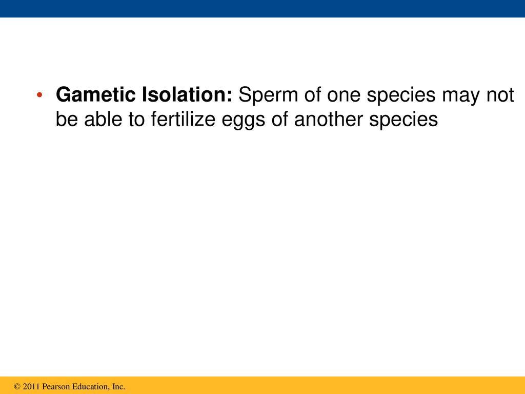 Gametic Isolation: Sperm of one species may not be able to fertilize eggs of another species