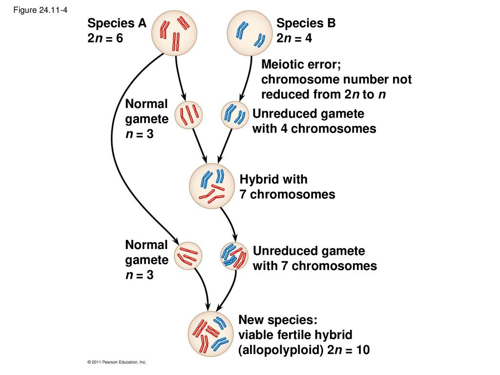 Species A 2n = 6 Species B 2n = 4 Meiotic error; chromosome number not