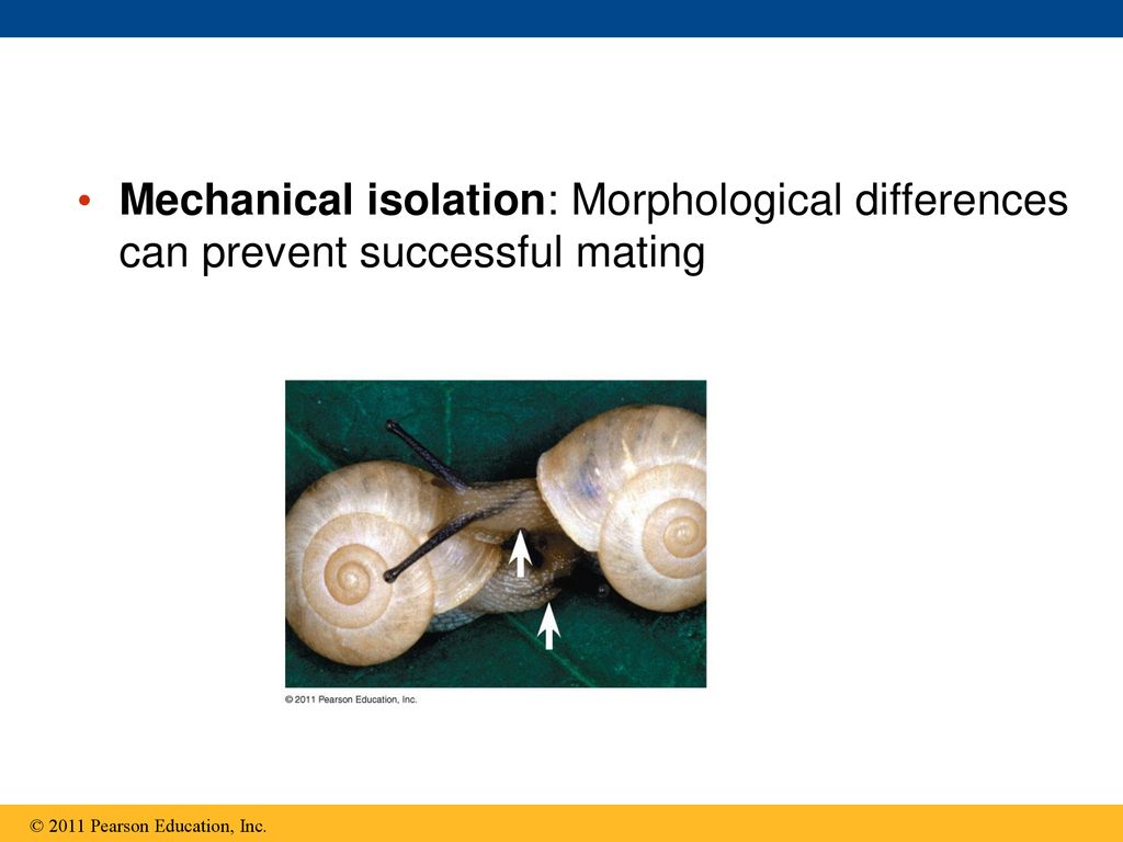 Mechanical isolation: Morphological differences can prevent successful mating