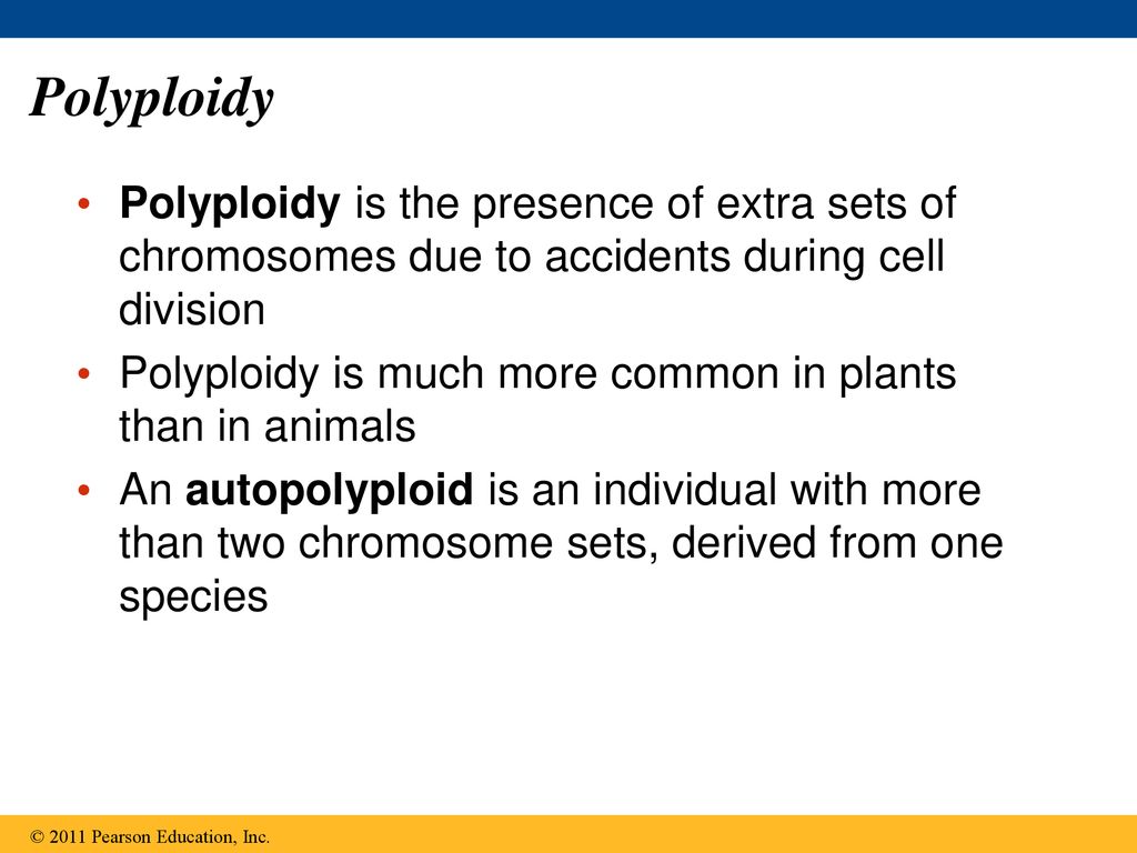 Polyploidy Polyploidy is the presence of extra sets of chromosomes due to accidents during cell division.