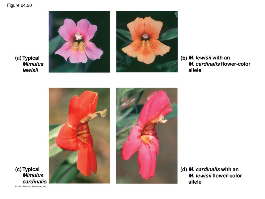 M. cardinalis flower-color allele
