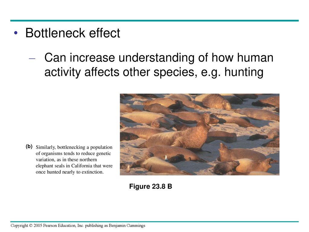 Bottleneck effect Can increase understanding of how human activity affects other species, e.g. hunting.
