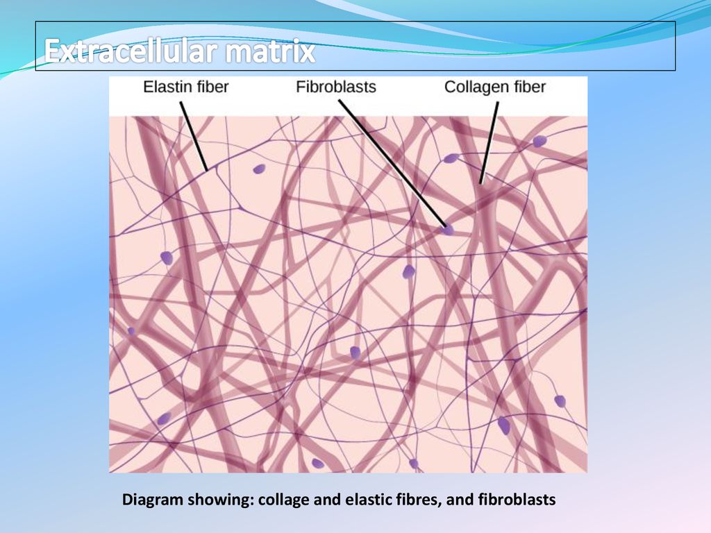 Topic 3: Connective tissues - ppt download